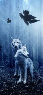 wolf wallpaper 4k forest dark