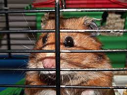 Are Hamsters A Good Pet Peta
