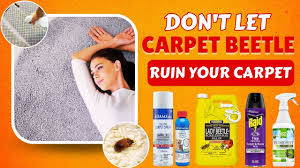 carpet beetle ruin your clothes