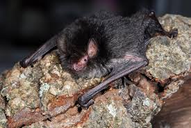 dwelling bat kerivoula furva