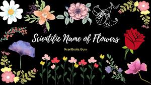 scientific name of flowers list of