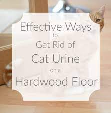 cat urine on a hardwood floor