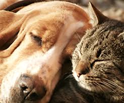 be sure to use flea and tick treatments