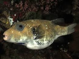 Want to discover art related to pufferfish? Creature Feature Pufferfish Diving Indo