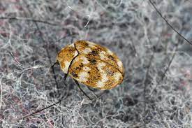 carpet beetles signs you have an