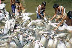 Ada dua cara untuk menangkap ikan , yang pertama tehnik menangkap ikan dengan tangan, dan yang kedua tehnik menggunakan tombak, nah menggun. Arti Mimpi Menangkap Ikan Bersisik Anda Akan Memperoleh Rezeki Nomplok Semua Halaman Suar