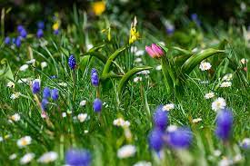 How To Plant Bulbs In Grass Rhs Gardening