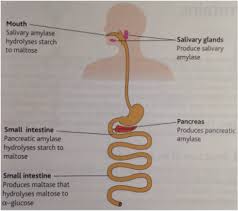 2 4 Carbohydrate Digestion Aqa A Level Biology Revision