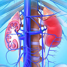 The kidneys are located at the rear wall of the abdominal cavity just above the waistline and are protected by the ribcage. Kidney Pain Early Symptoms Causes Treatment And Cure