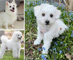 11 most por indian spitz mix dogs