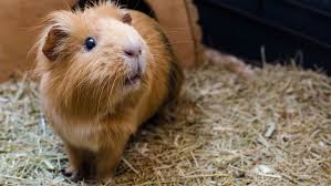 in guinea pigs dust can spread the flu