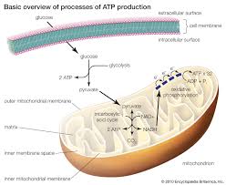 We hope that this explanation will enhance your knowledge about the basic. Mitochondrion Definition Function Structure Facts Britannica