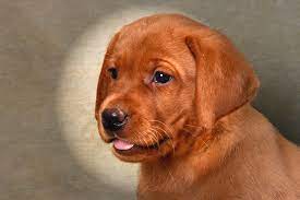 Lab puppies tend to grow fairly quickly and it won't be long before your lab pup has outgrown this size. Puppy Labrador Retriever Fox Red Cuteanimals