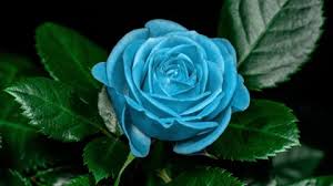 blue rose stock video fooe royalty
