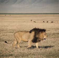 Lion Characteristics Habitat Facts Britannica