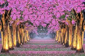 flower scenery images free