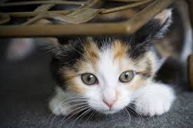 Weekly Kitten Development Timeline Hills Pet