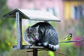 Jak oduczyć koty polować na ptaki[Ekspert radzi] - e-ogrody