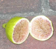 Fig Ripening Order Short Season Tips Mountain Figs