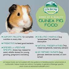 food for your guinea pig
