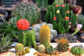 Cactus indeed have spikes, but they are generally known as spines, and they act as leaves. How To Help Succulents Survive Winter Indoors