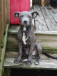 Experienced breeder · home trained puppies · potty trained puppies My Sweet 4 Month Old Pitbull Aww