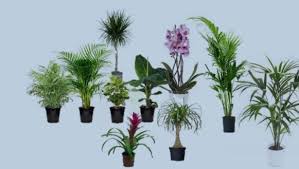 La pianta dovrebbe essere coltivata in prossimità di una finestra: 10 Piante Per Purificare L Aria Di Casa Francaliberatore It