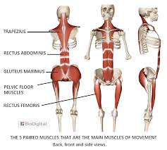 Muscles are grouped together in pairs on your skeleton. Main Muscles Of Movement Better Posture Body Alignment