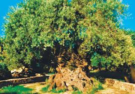 magnificent 3 000 year old olive tree