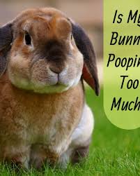 Shouldn't they be focusing on battling? 14 Reasons Why Your Bunny Might Be Sick Pethelpful By Fellow Animal Lovers And Experts