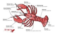 Does a lobster have 10 legs?
