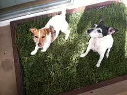 Dog Potty Grass Tips Doggy And The