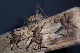 Shriek Invasion Of The Cave Camel Crickets