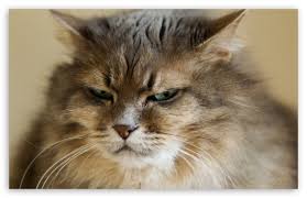 grumpy cat ultra hd desktop background