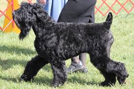 Black Russian Terrier Breed Information Black Russian