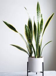 How Often To Water Snake Plants A Care