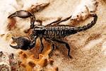 scorpion shell