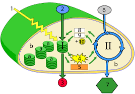 Photosynthesis The Light Reactions