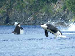 Most of these locations where they can most frequently be seen are on the west side of our san juan island. Seattle Orca Whale Watching San Juan Safaris San Juan Island Whale Watching Tours
