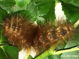 Hairy Caterpillars Of North America Wildlife Insight