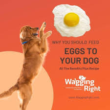 recipe for eggs for dogs that is simple