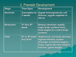 Chapter 4 Prenatal Development Ppt Video Online Download