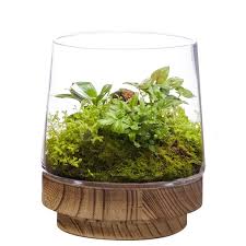 Plant Terrarium Vase With Wood Base