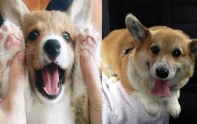 Image result for pictures of corgis wagging their tails