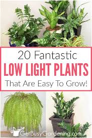 Low Light Indoor Plants Houseplants