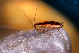 7 easy ways to get rid of roaches 2023