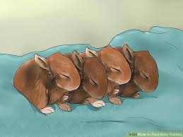 How To Feed Baby Rabbits 11 Steps With Pictures Wikihow