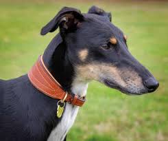 shires padded greyhound collar