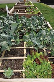 Is Square Foot Gardening A Good System