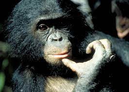 The Bonobo in All of Us | NOVA | PBS